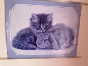 Rabbit and kitten picture