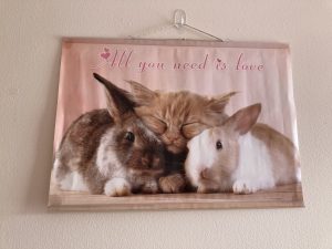 Rabbits and kitten picture